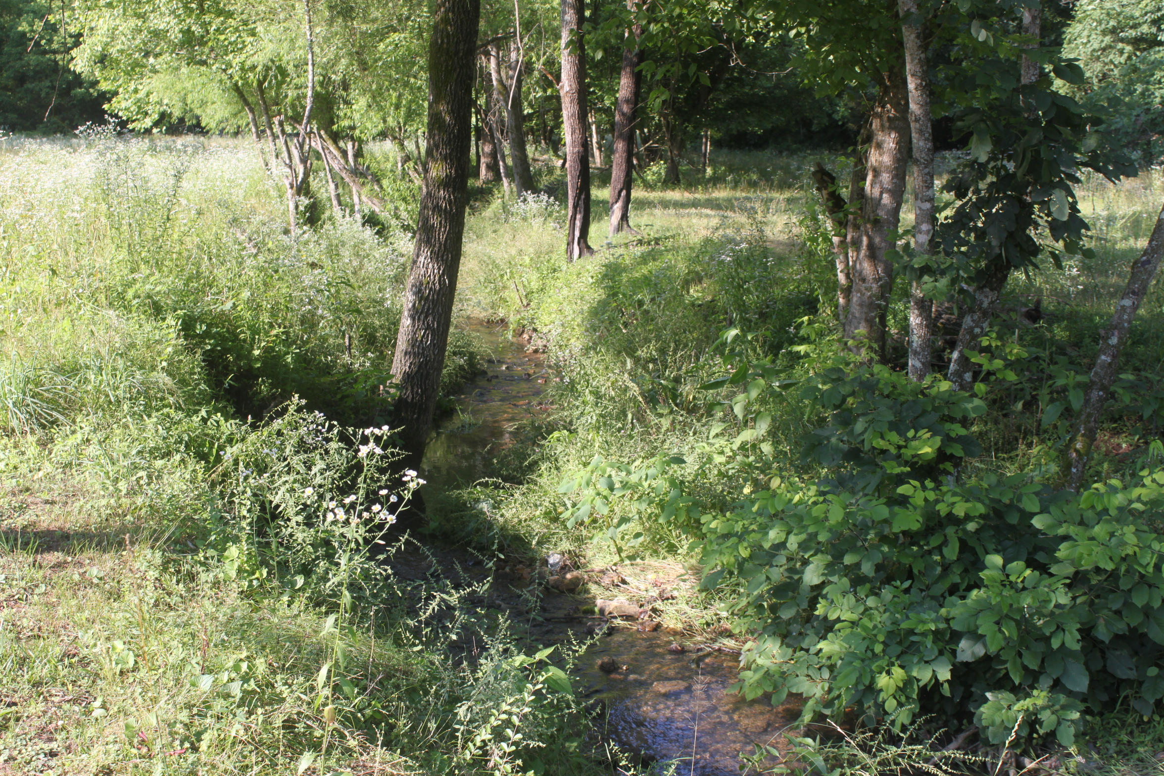 272 Cave Creek Road Loudon, TN 37774 - Photo 12 of 25 IMG_5307