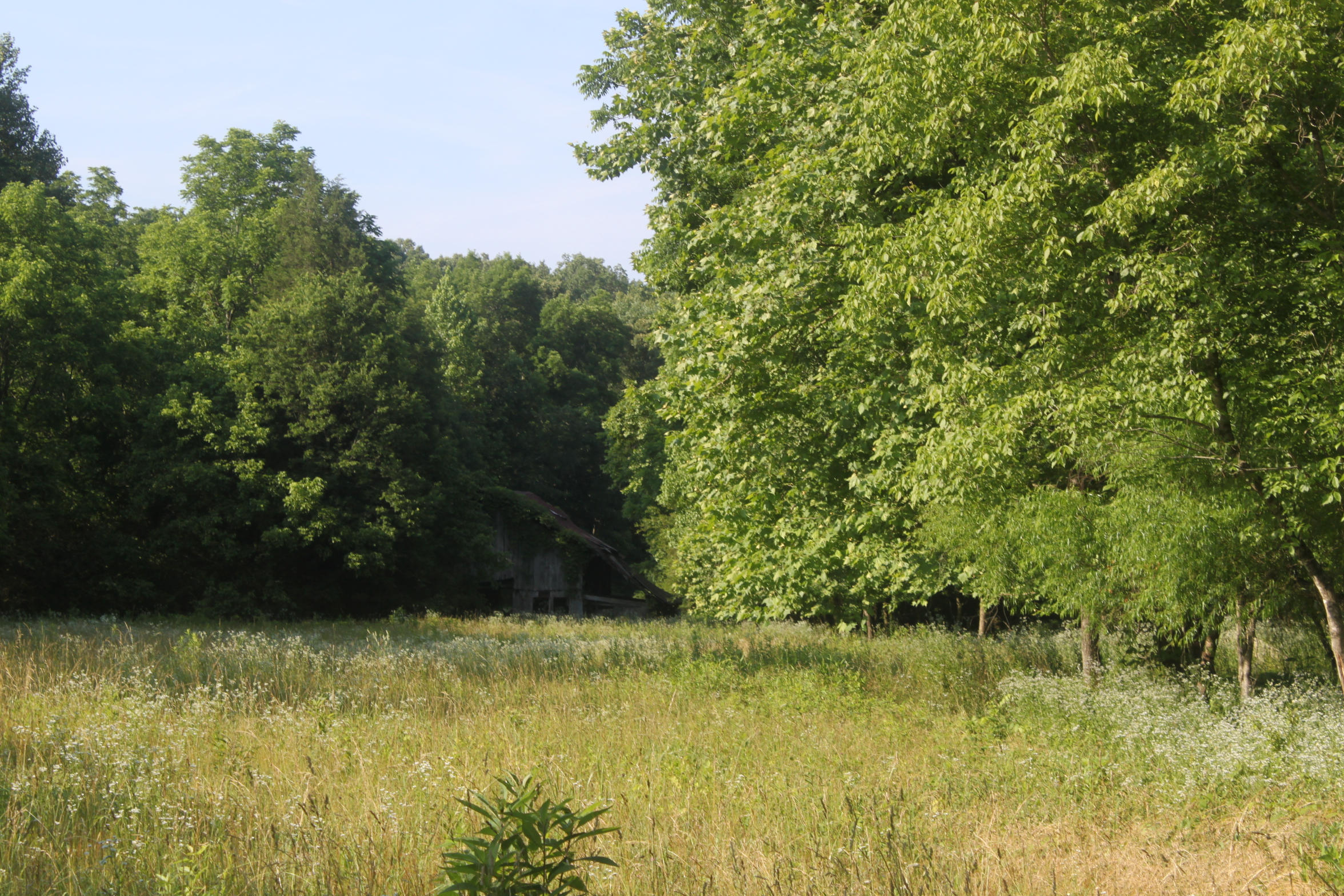 272 Cave Creek Road Loudon, TN 37774 - Photo 4 of 25 IMG_5305