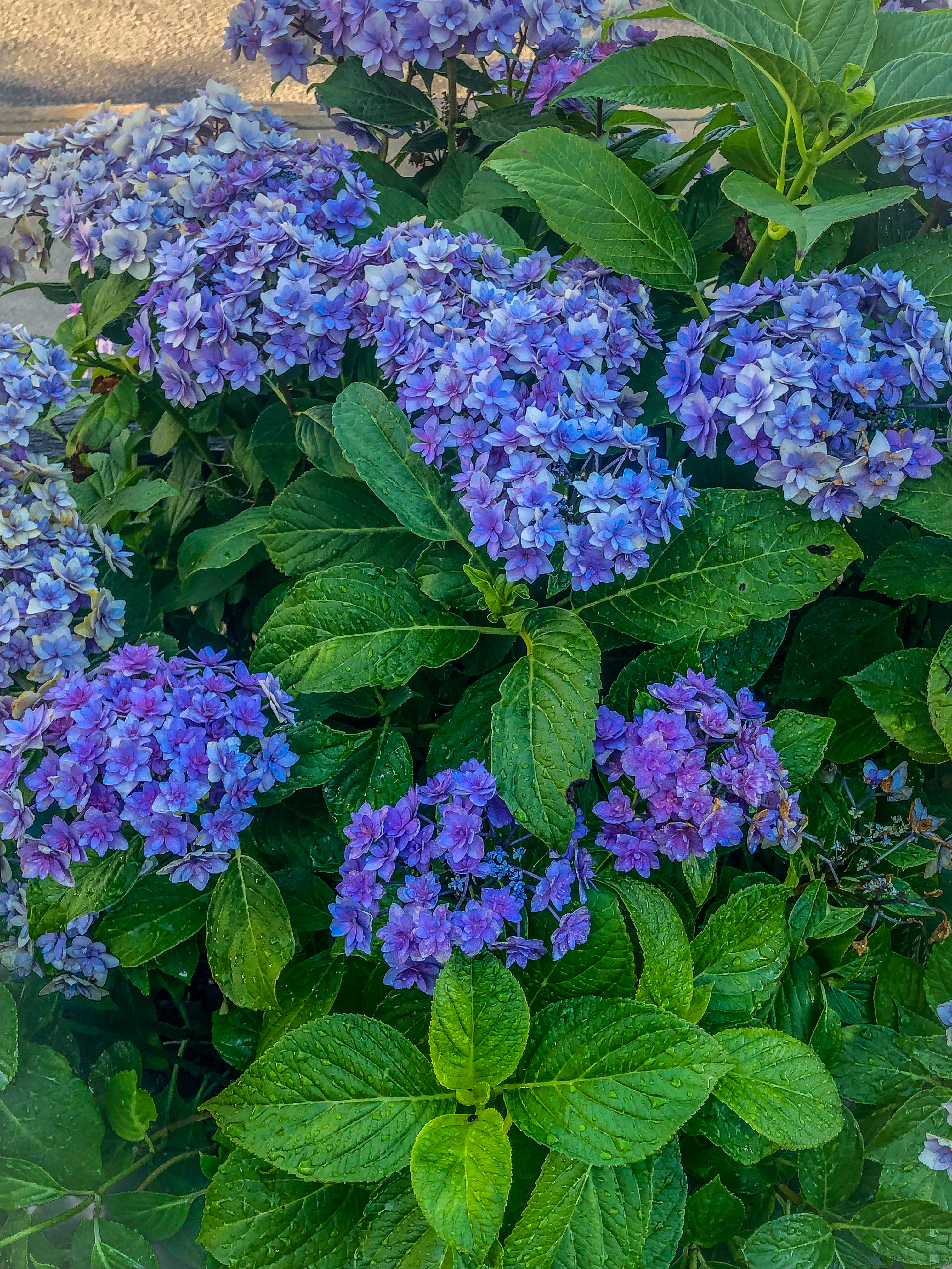 112 Spring Street Vineyard Haven, MA 02568 - Photo 21 of 25 a view of a flower in a garden