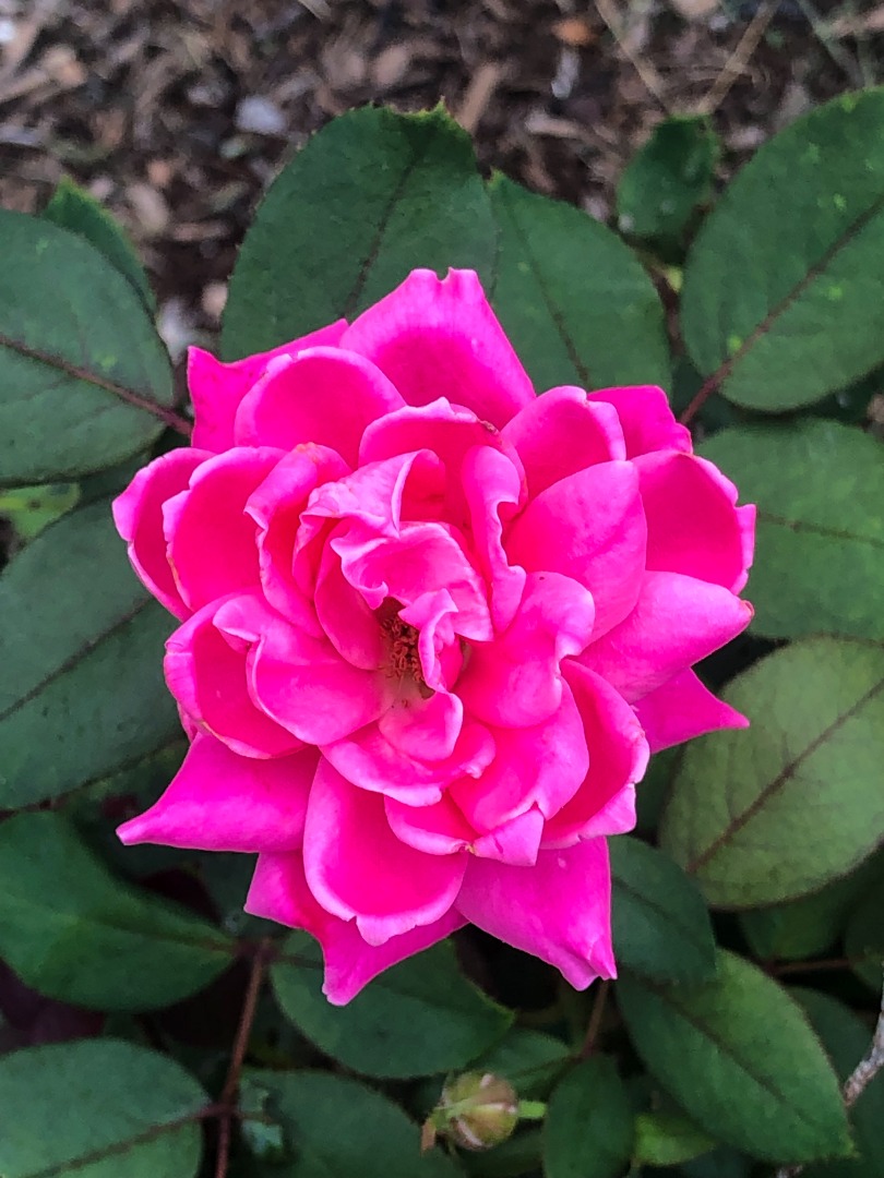 112 Spring Street Vineyard Haven, MA 02568 - Photo 24 of 25 a view of a yard with plants and a fountain