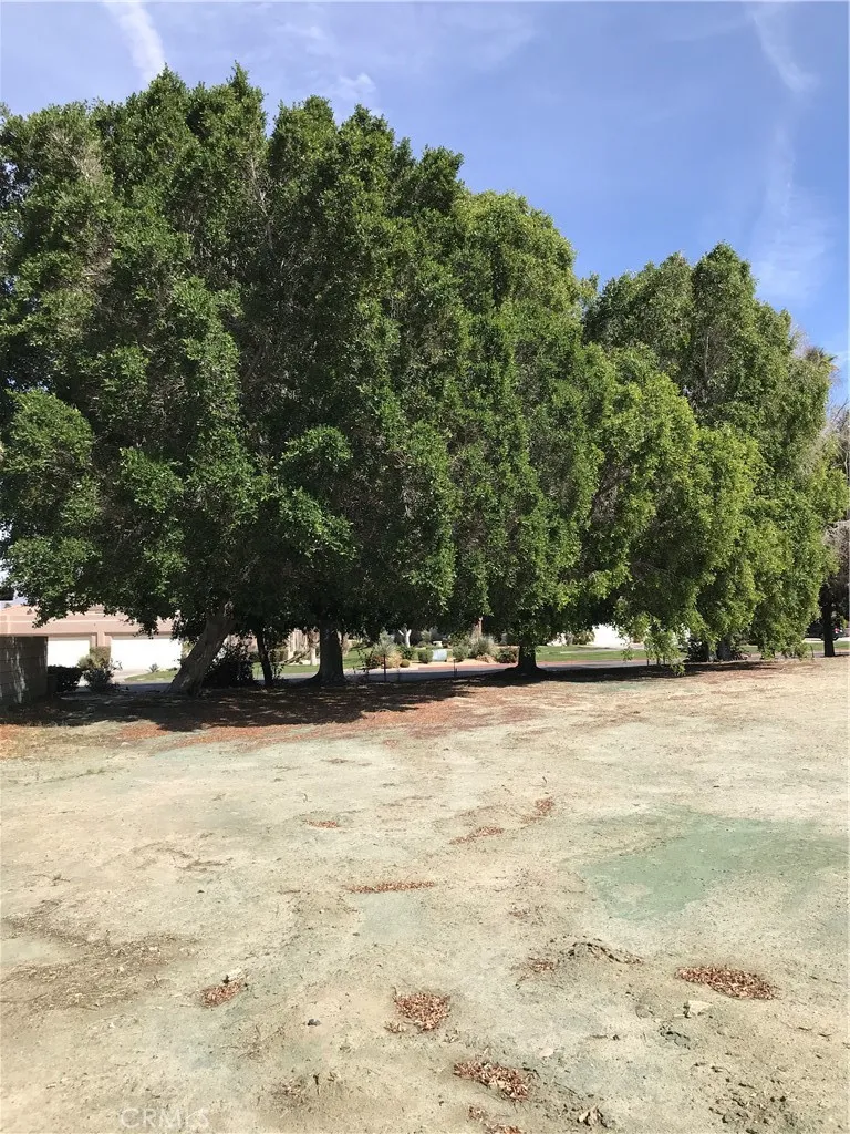 0 Adams Indio, CA 92203 - Photo 5 of 5 a view of a yard with a tree