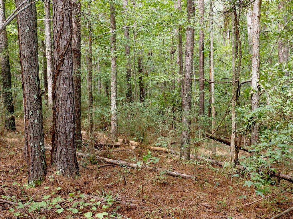 579 Branton Bay Road Foxworth, MS 39483 - Photo 3 of 18 Photo 3