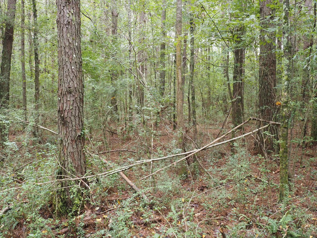 579 Branton Bay Road Foxworth, MS 39483 - Photo 9 of 18 Photo 9