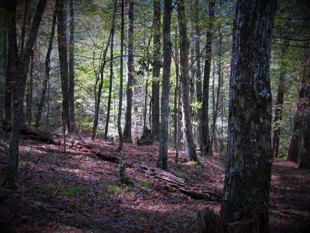 14 Wallace Hollow Road Lindside, WV 24951 - Photo 35 of 89 Gallery Image 35