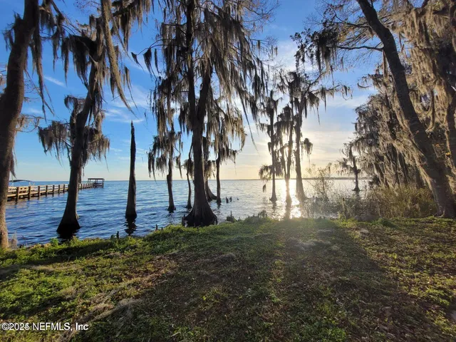 a view of a yard with palm trees