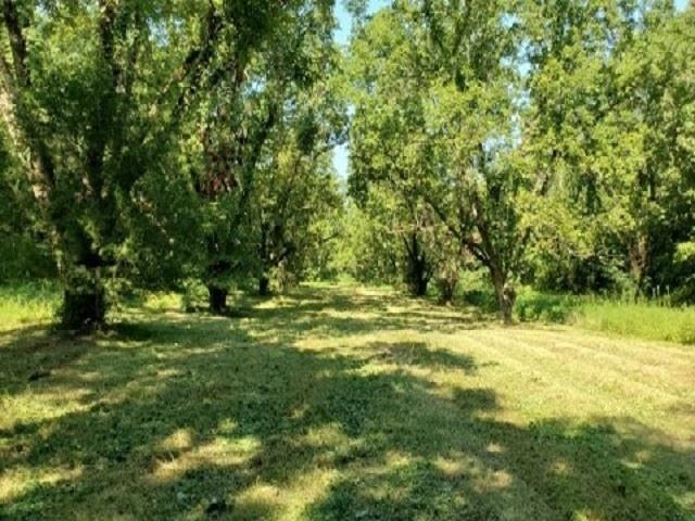 398 Tappah Street Grand Junction, TN 38039 - Photo 5 of 12 a view of a yard with a tree