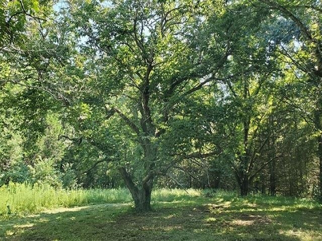 398 Tappah Street Grand Junction, TN 38039 - Photo 6 of 12 a view of a garden