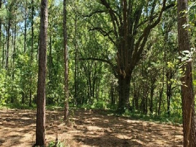 398 Tappah Street Grand Junction, TN 38039 - Photo 9 of 12 a view of a forest with trees