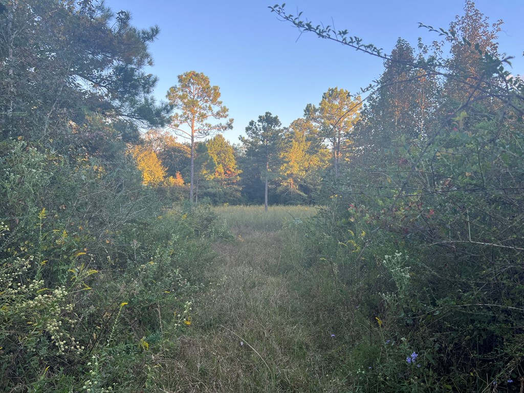 4151 Cotton Box Road Slocomb, AL 36375 - Photo 4 of 17
