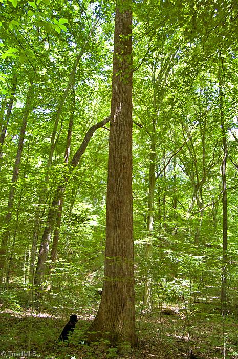 490 Haden Grove Church Road Linwood, NC 27299 - Photo 4 of 11 Gallery Image 4