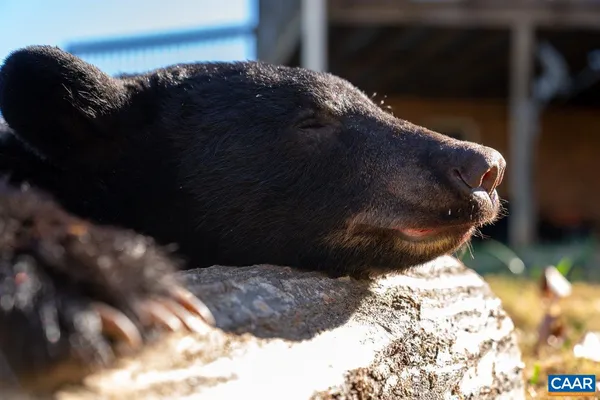 a view of swimming pool with a yard