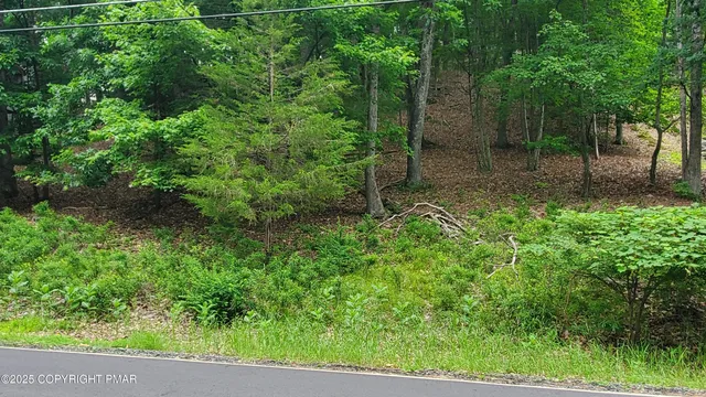 a view of a yard with plants and large trees