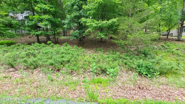 a view of a yard with plants and large trees
