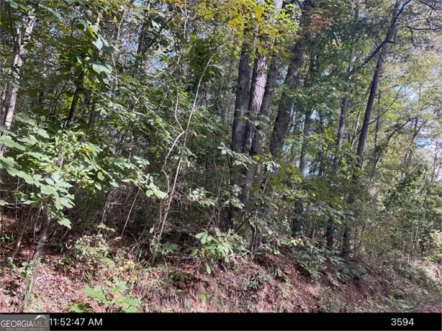 a view of a forest with lots of trees