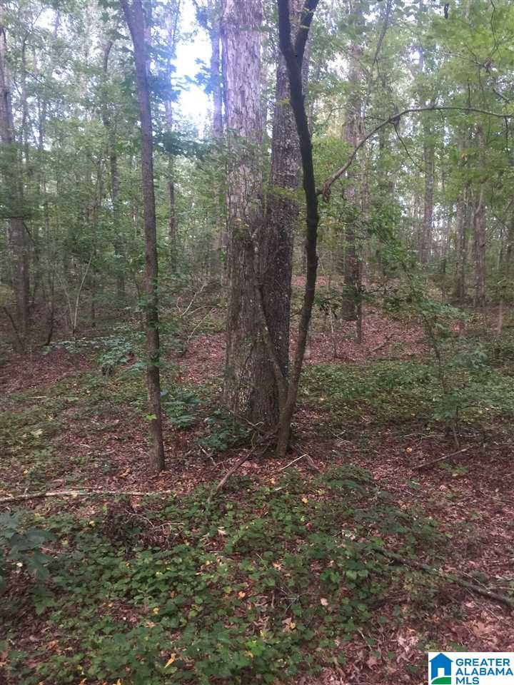 241 Sulphur Springs Road, Unit 9 89 ACRES Lincoln, AL 35096 - Photo 33 of 44