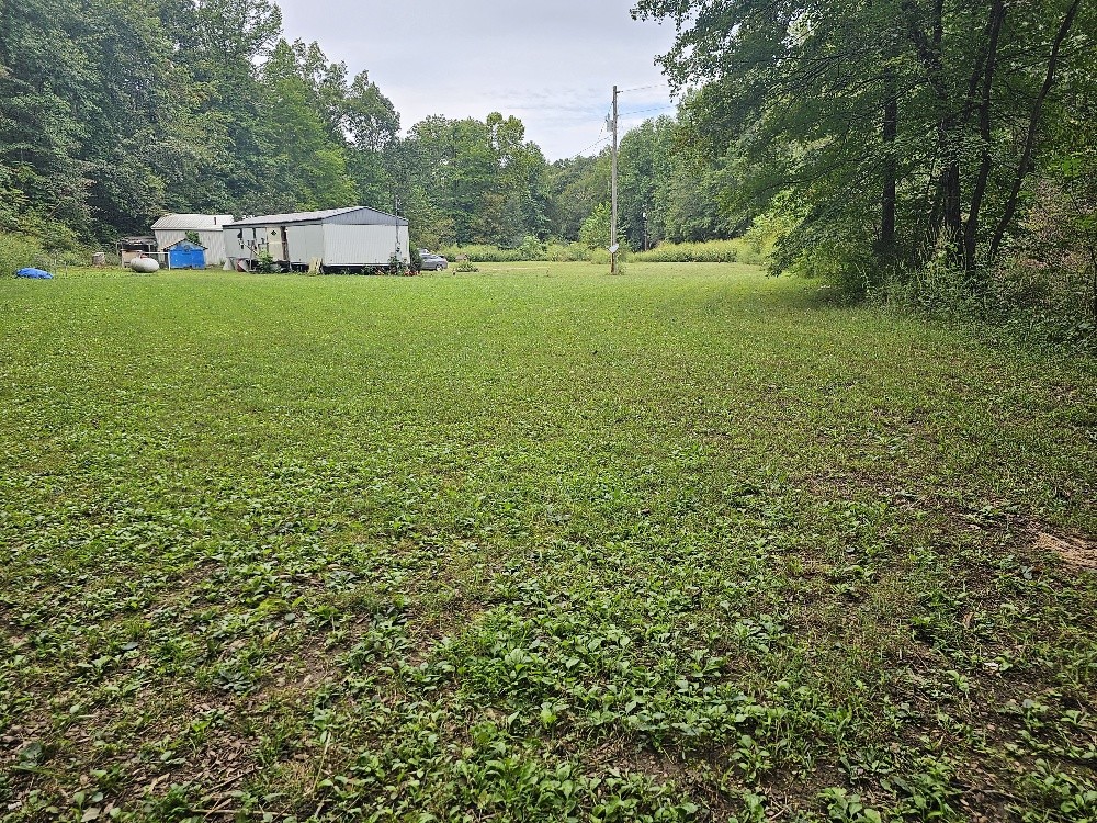 a tall tree in middle of the green field