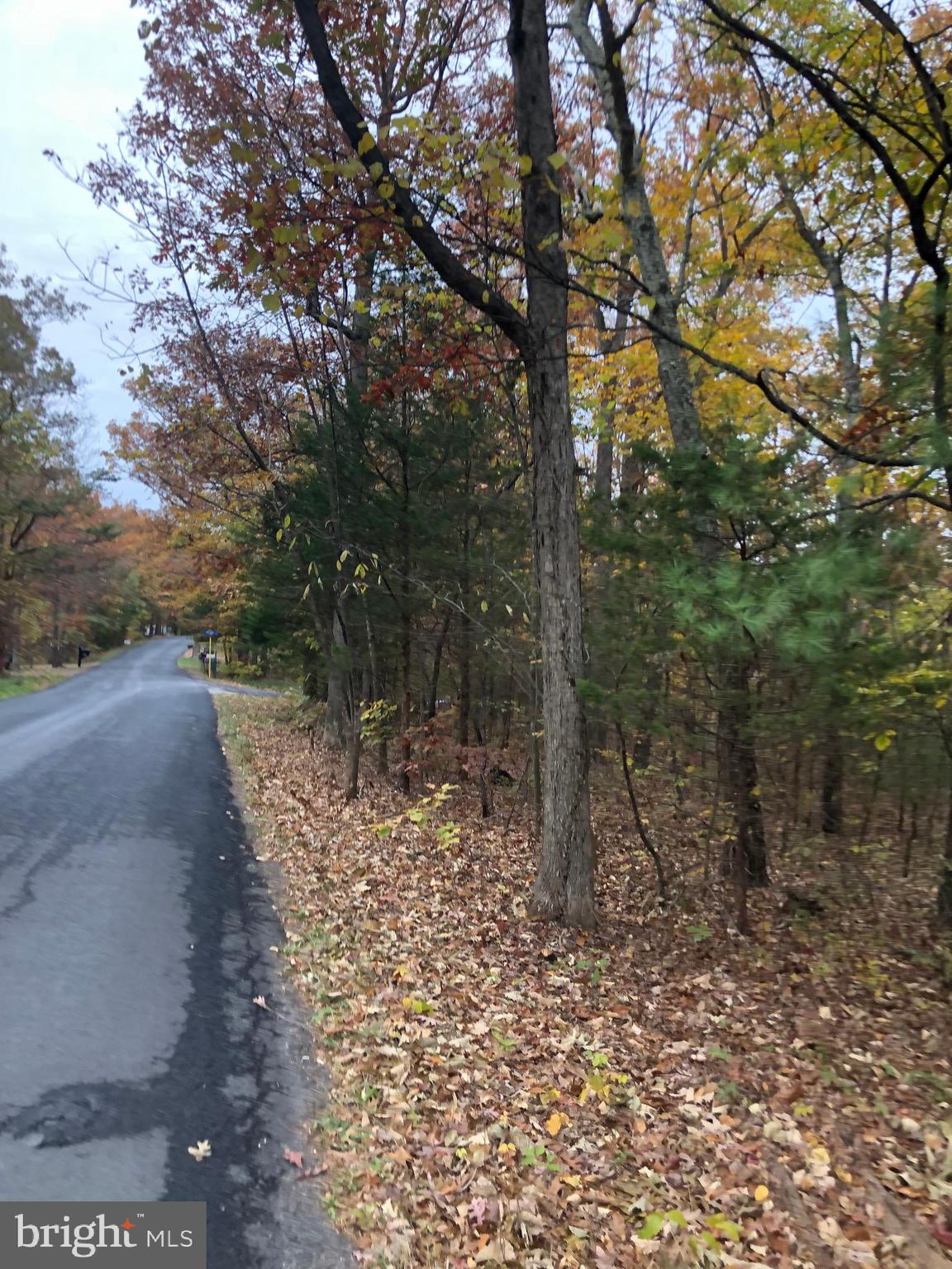 0 Supinlick Ridge Road Mount Jackson, VA 22842 - Photo 3 of 3 a view of a forest filled with trees