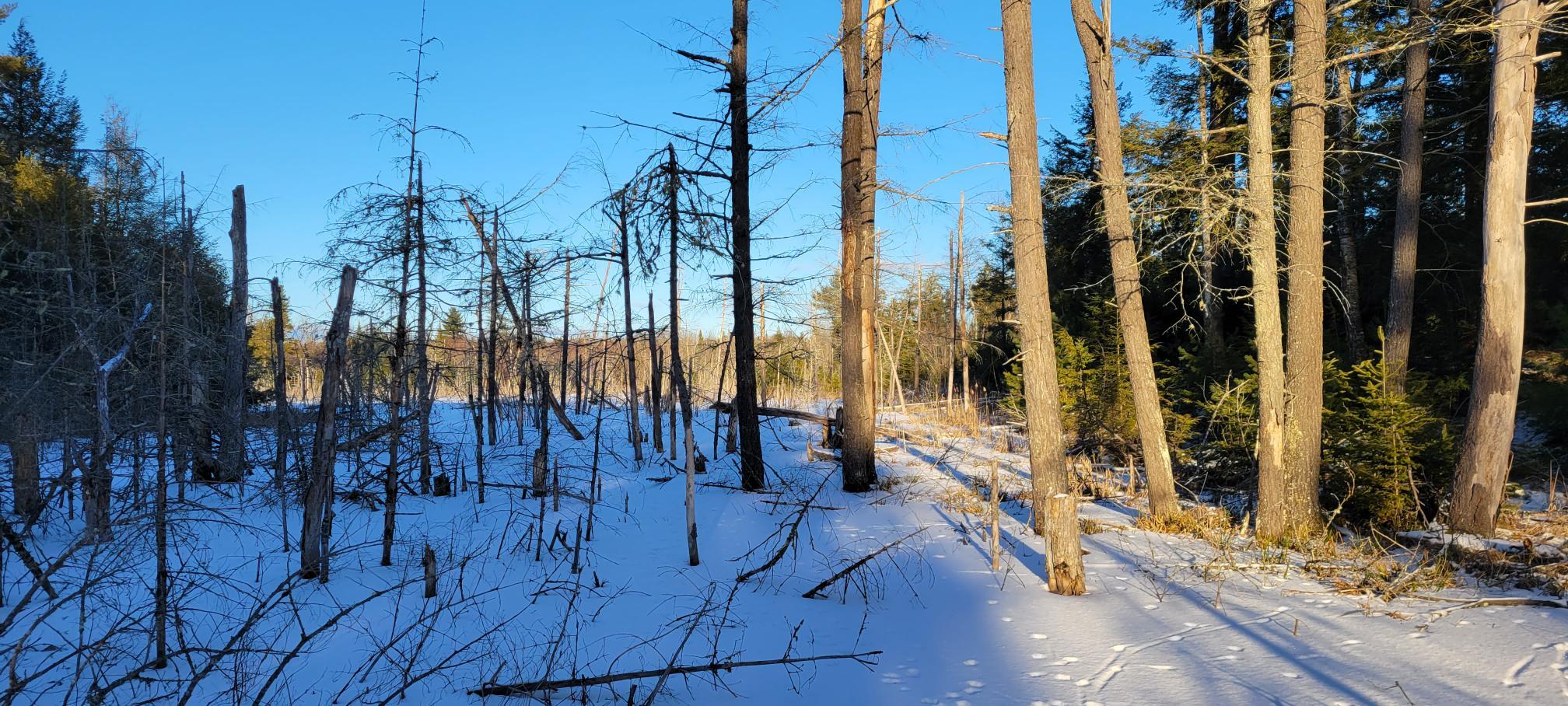 4 Spaulding Road Palmyra, ME 04965 - Photo 10 of 36 Madwaska Bot edge 3