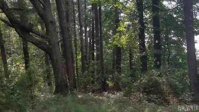 Tbd Bakers School Road Scotland Neck, NC 27874 - Photo 3 of 7 Gallery Image 3
