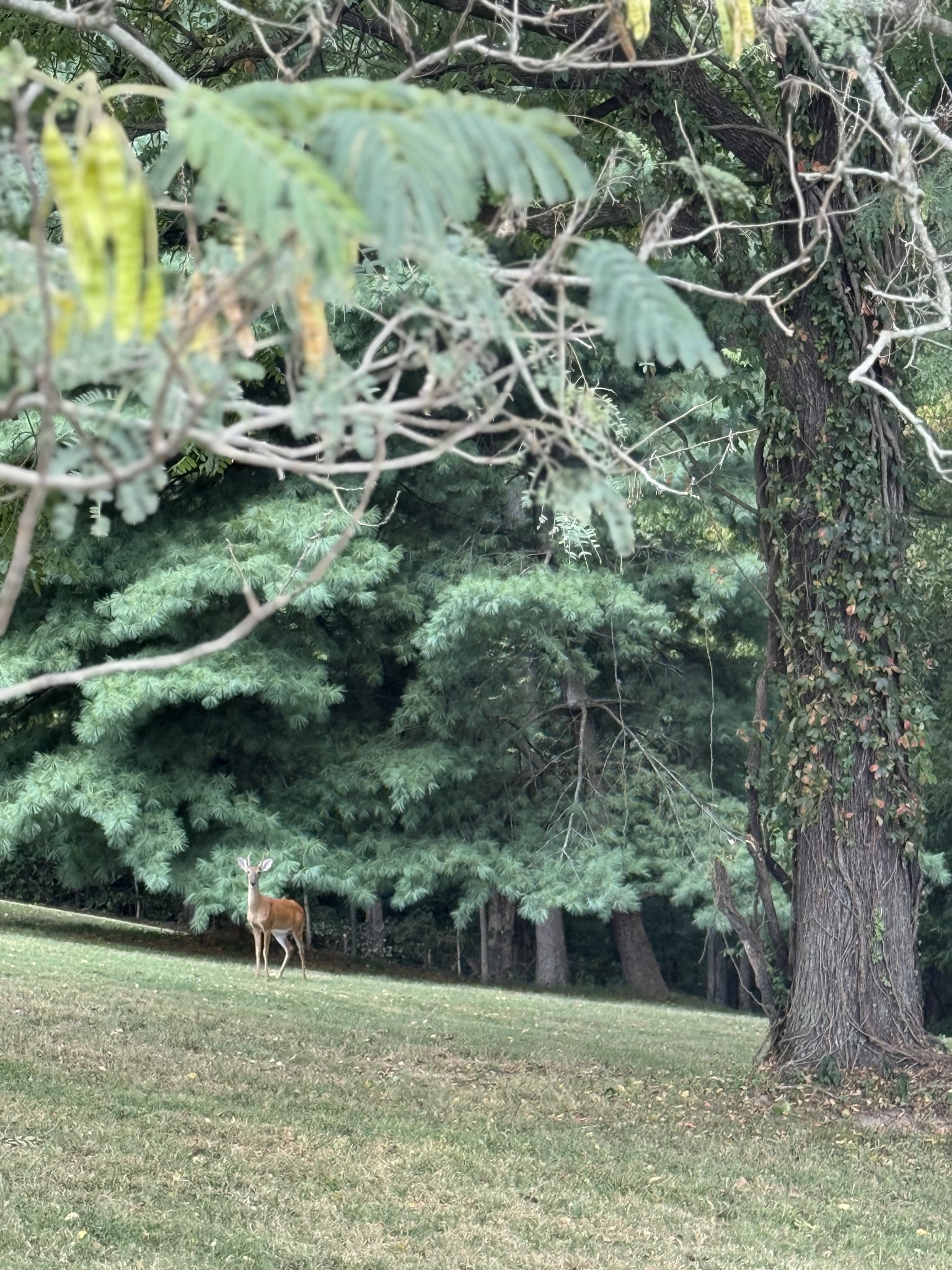6531 Eudailey-Covington Road College Grove, TN 37046 - Photo 41 of 42 Gallery Image 41