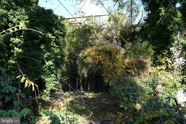 a view of a tree in a yard