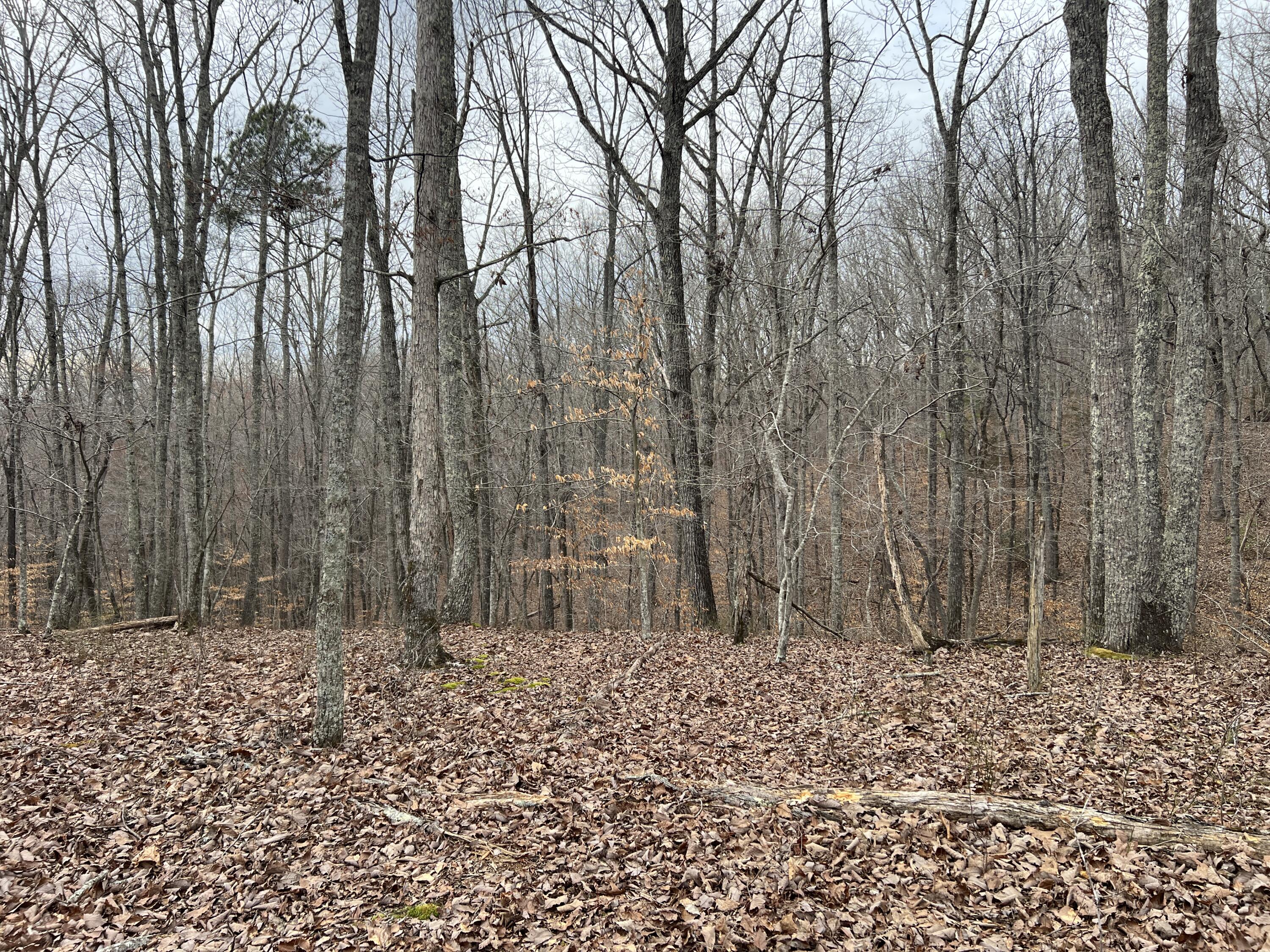 Tbd Shiloh Road Decatur, TN 37322 - Photo 2 of 9 IMG_2099