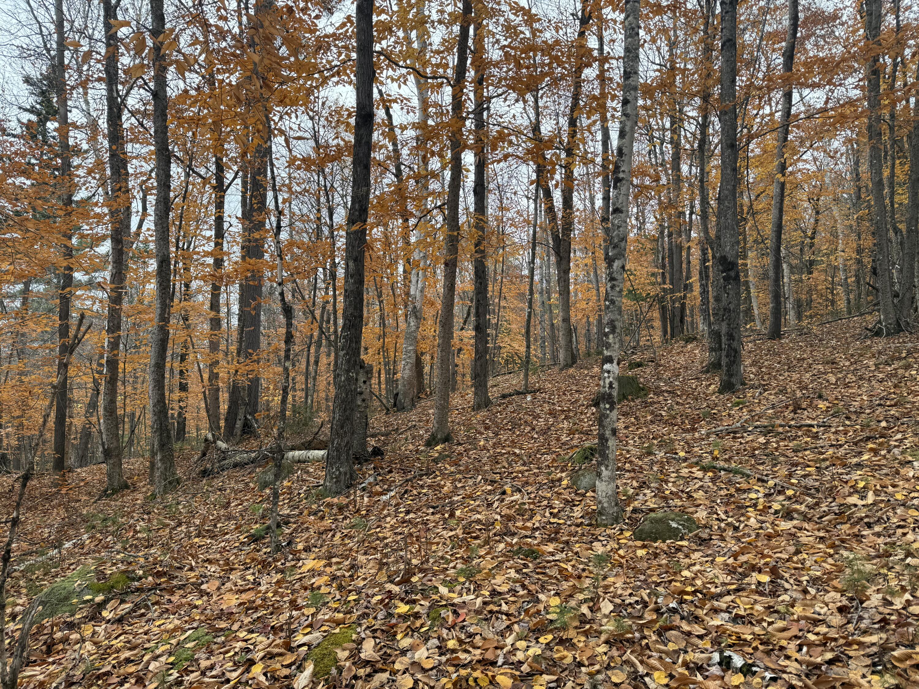 L55 Storer Hill Road Carthage, ME 04224 - Photo 4 of 5 IMG_8408(1)