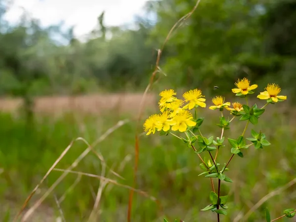 $1,551,000 | Vacant Southwest Hike Lake Road, Madison, FL 32340