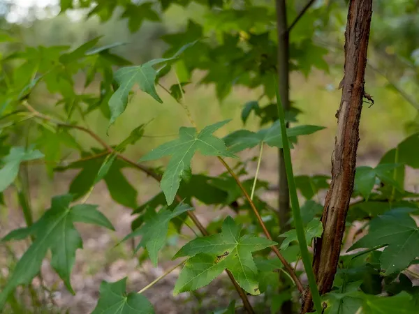 $1,551,000 | Vacant Southwest Hike Lake Road, Madison, FL 32340