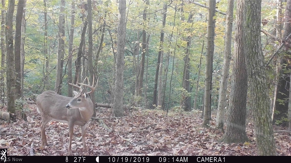 Ashton Hill Road Caldwell, OH 43724 - Photo 2 of 26