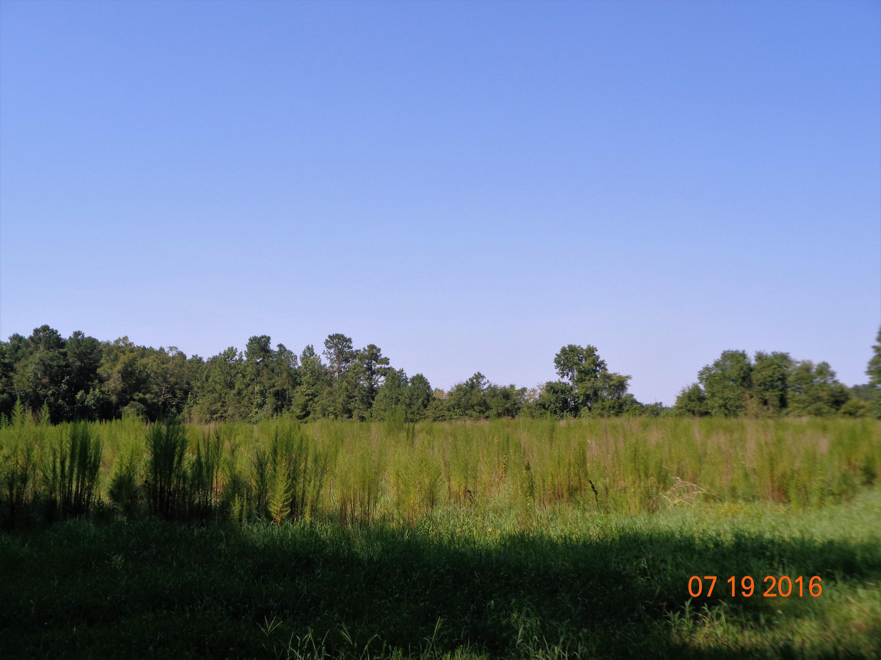 1796 7 Mile Road Harleyville, SC 29448 - Photo 21 of 21 Open land middle