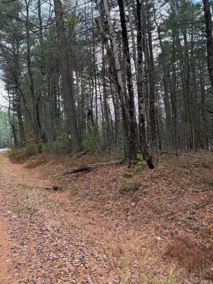 0 Puckyhuddle Road Bethel, NY 12720 - Photo 3 of 10 View of undeveloped land