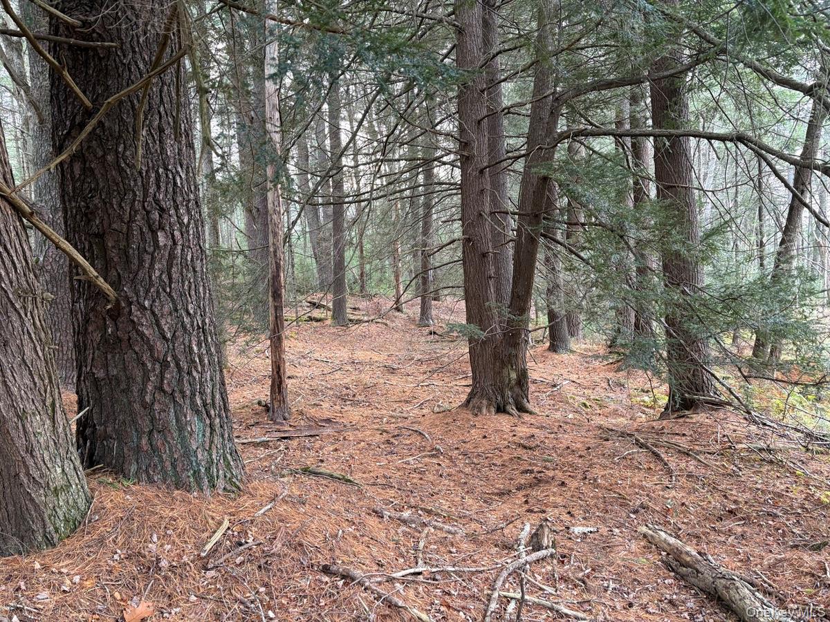 0 Puckyhuddle Road Bethel, NY 12720 - Photo 4 of 10 View of local wilderness