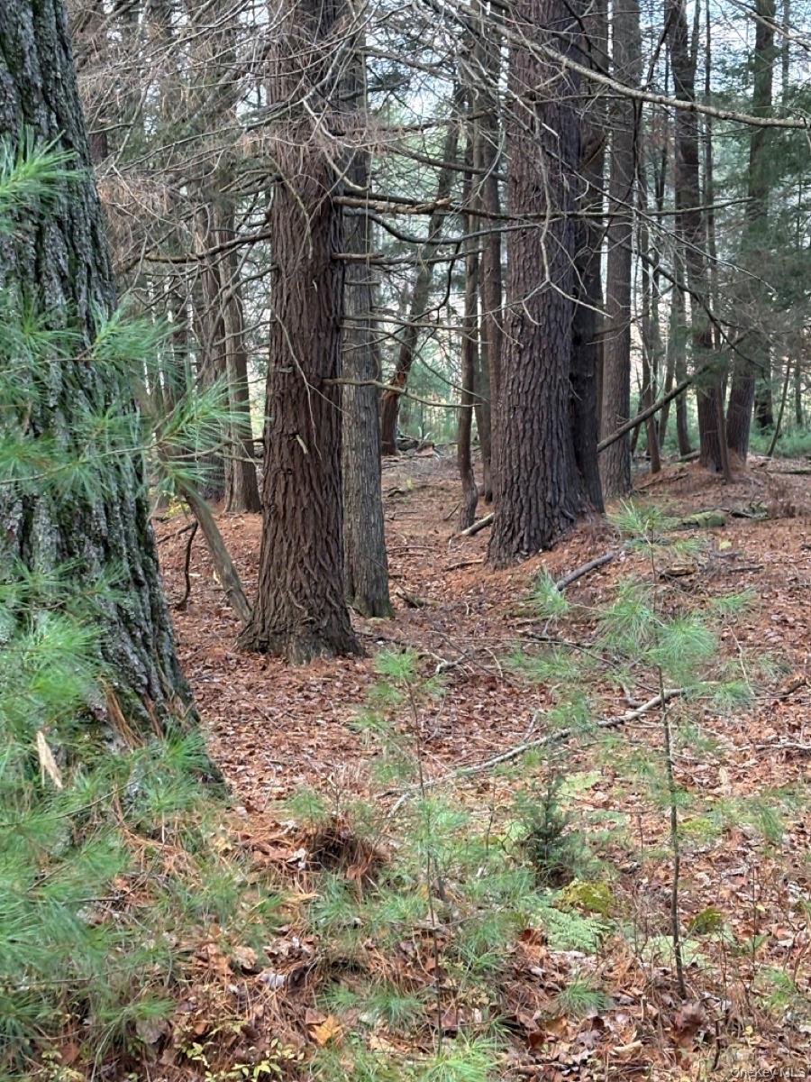 0 Puckyhuddle Road Bethel, NY 12720 - Photo 5 of 10 View of local wilderness