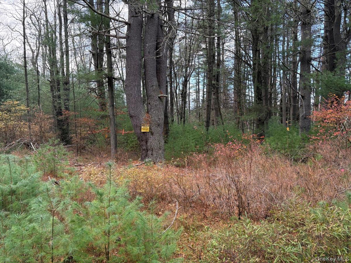 0 Puckyhuddle Road Bethel, NY 12720 - Photo 6 of 10 View of nature