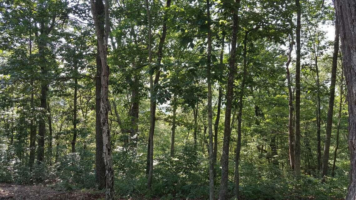 Lot 23 Wildwood Ridge Lindside, WV 24951 - Photo 13 of 20 Lot 23