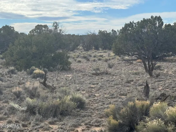 a view of a dry yard with trees in the background