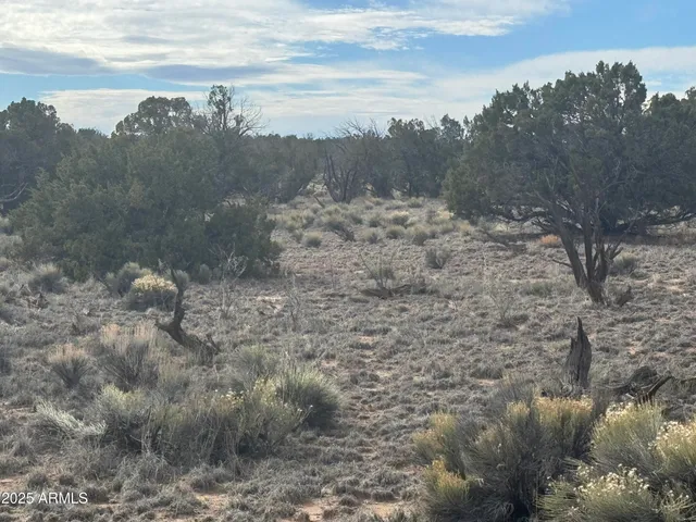 a view of a dry yard with trees in the background