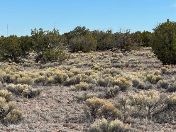 a view of a dry yard