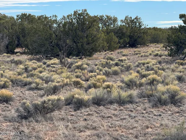 a view of a field of the tree