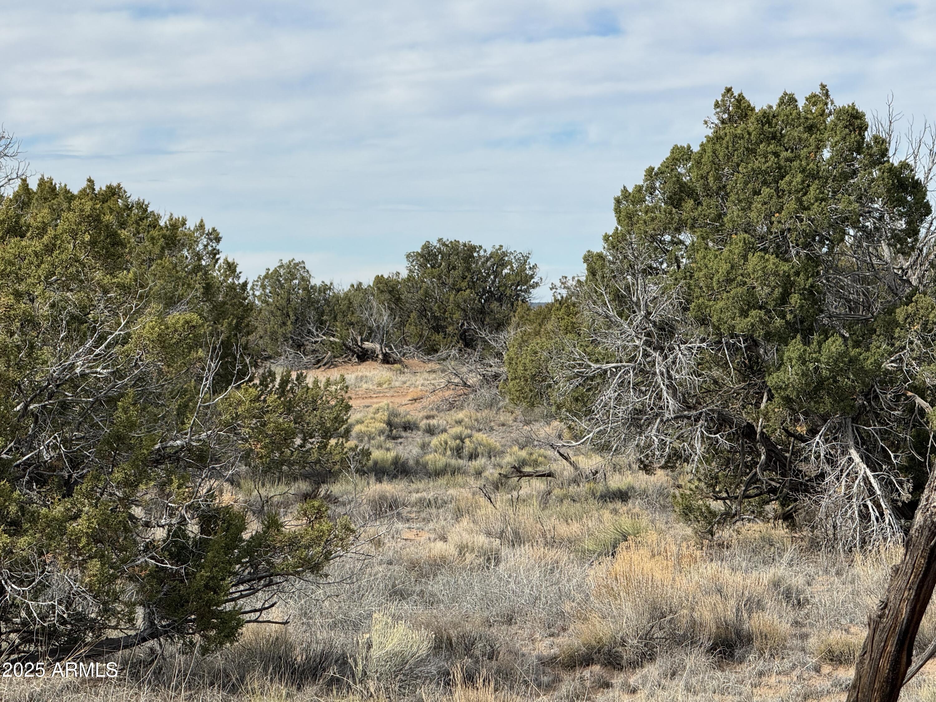 Lot 338 Sierra Highlands Ranch, Unit 338 St. Johns, AZ 85936 - Photo 6 of 11 a view of a field of the tree