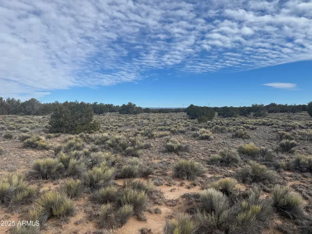 a view of a dry yard with trees in the background