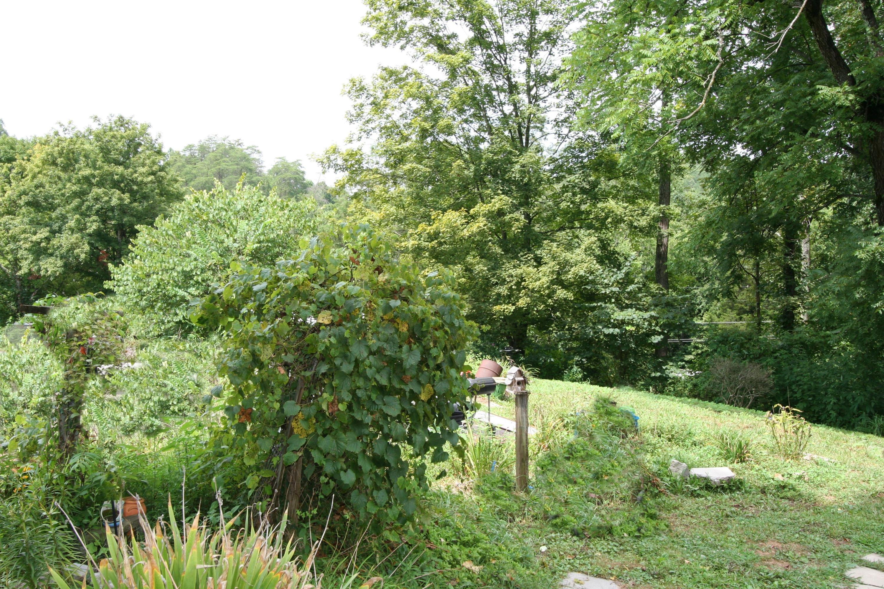 205 Wolfe Road Luttrell, TN 37779 - Photo 2 of 40 Real Estate...205 Wolfe Rd (3)