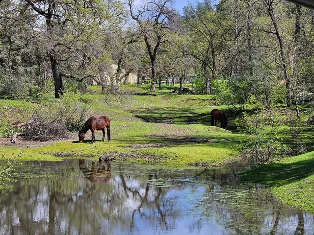 a view of a yard with large trees