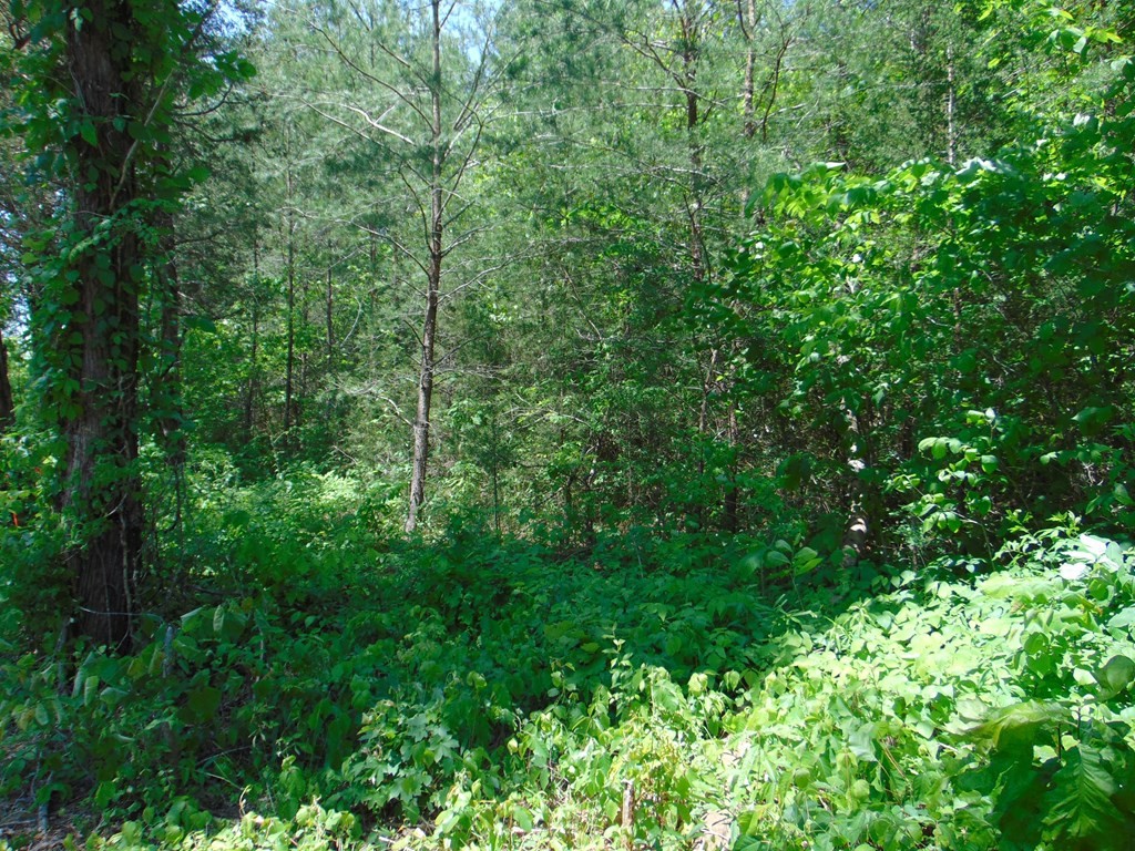 468 Co Road Englewood, TN 37329 - Photo 15 of 33