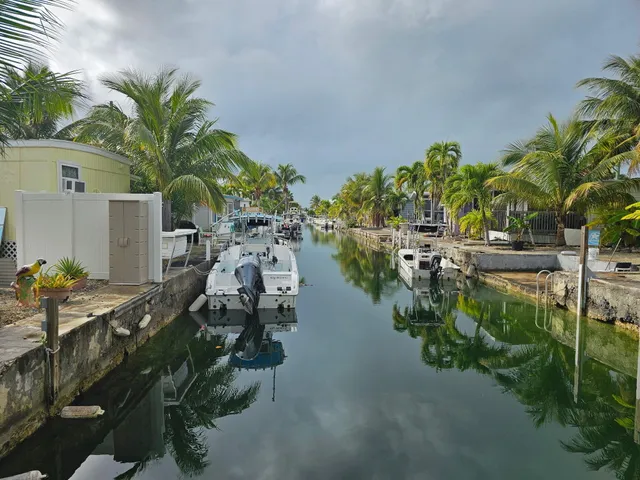 a view of a lake with a palm tree