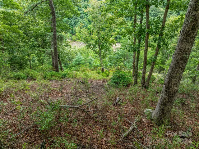 a view of a lush green forest