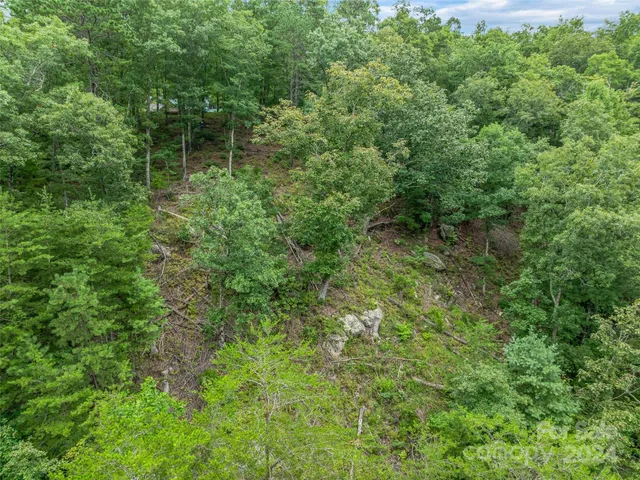 a view of a big yard with plants and large trees