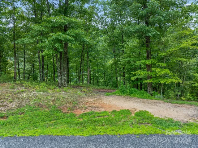 a view of a trees with a backyard