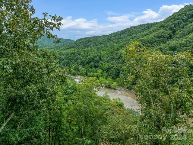 a view of a lush green forest